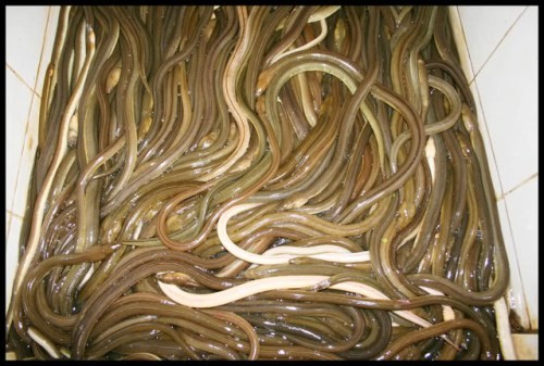 Nhệch không phải cá, không phải rắn cũng chẳng phải lươn. Nó có mình dài, bụng trắng và sống được cả ở trong môi trường nước mặn lẫn nước ngọt.